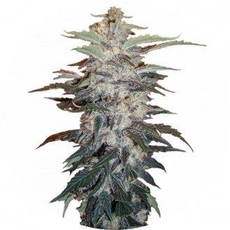 Купить семена конопли Zkittlez Auto Fem.